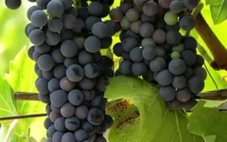 ПЕРВЕНЕЦ СКУИНЯ