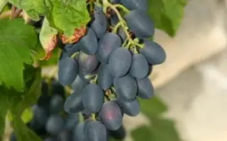 АНДРЕЕВСКИЙ