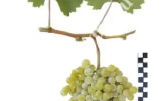 МУСКАТ АКСАЙСКИЙ