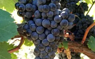 КРАСНОСТОП АНАПСКИЙ