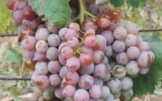 ГЮЛЯБИ УРОЖАЙНЫЙ