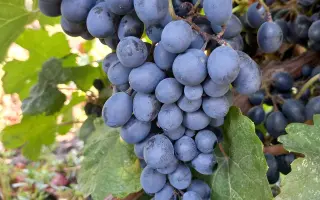 ГУРЗУФСКИЙ РОЗОВЫЙ