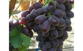 ШОКОЛАДНЫЙ