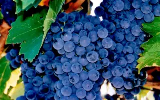 РУБИН ГОЛОДРИГИ