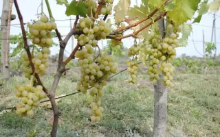 МУСКАТ ГОЛОДРИГИ