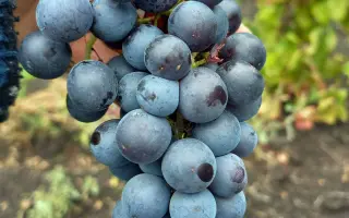 ЧЕРНЫЙ ЖЕМЧУГ