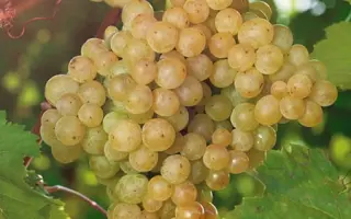 ПАМЯТИ СТРЕЛЯЕВОЙ