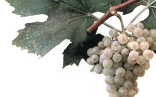 ЕКАТЕРИНОДАРСКИЙ