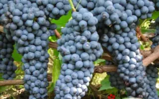 ПАМЯТЬ ДОМБКОВСКОЙ