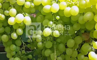 АЛЕШЕНЬКИН ДАР