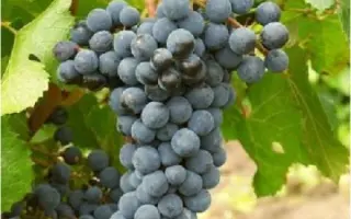 ДЕНИСОВСКИЙ