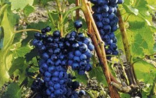 ЗЕЛЕНОЛУГСКИЙ РУБИН