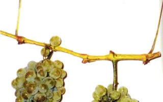 СТРЕМЕННОЙ