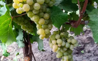 ПЛАТОВСКИЙ