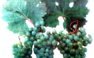 РИСЛИНГ АЗОС