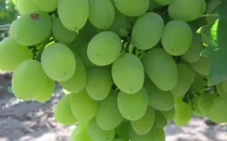 БАКЛАНОВСКИЙ