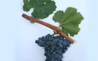 КРАСНОСТОП АЗОС