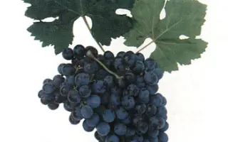 КАБЕРНЕ АЗОС