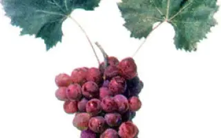 ПРИКУБАНСКИЙ