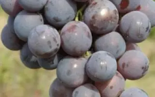 КАРДИНАЛ АНАПСКИЙ