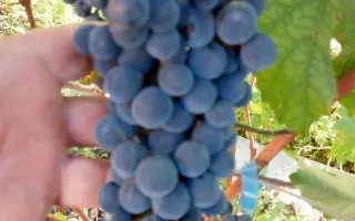 БАШКИРСКИЙ