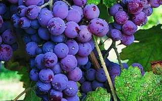 МЕЧТА СКУИНЯ