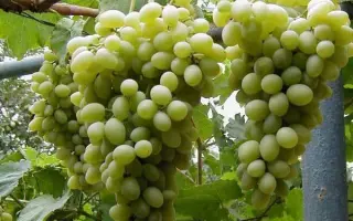 МУСКАТ МОСКОВСКИЙ