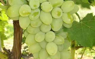 МОСКОВСКИЙ УСТОЙЧИВЫЙ