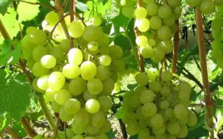 ЮБИЛЕЙ СКУИНЯ