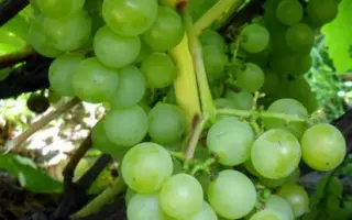 ПОДАРОК ТСХА