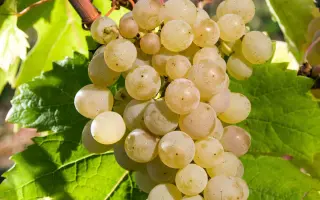 МОСКОВСКИЙ БЕЛЫЙ