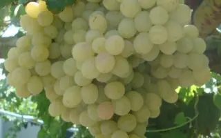 МОСКОВСКИЙ ДАЧНЫЙ