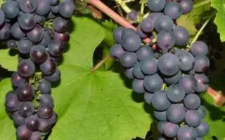 РАННИЙ ТСХА