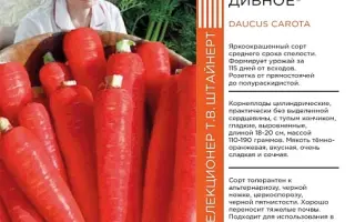 ДИВО ДИВНОЕ