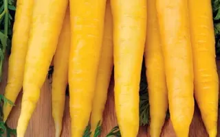 ЧАРОВНИЦА ЗОЛОТАЯ