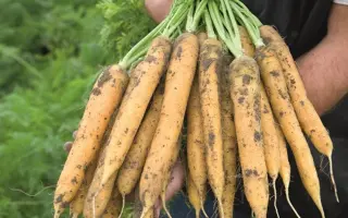 МЕЛЛО ЙЕЛЛО