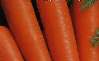 КРАСНЫЙ ВЕЛИКАН