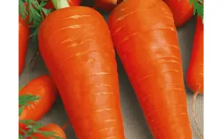 КРАСА ДЕВИЦА