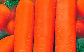 НАНТИК РЕЗИСТАФЛАЙ