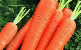 КОРЕЯНОЧКА