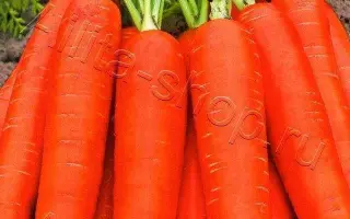 НАНТСКАЯ КРАСНАЯ