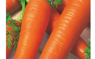 ШАНТЕНЭ КОРОЛЕВСКАЯ