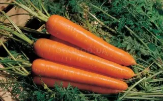 АМСТЕРДАМСКА