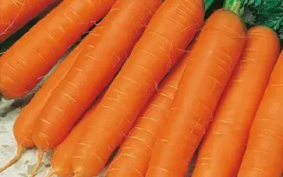 ОСЕННИЙ КОРОЛЬ