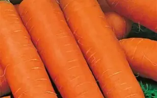 НАНТСКАЯ СЕМКО