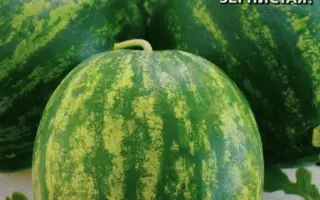 ЛЕГЕНДА СИБИРИ