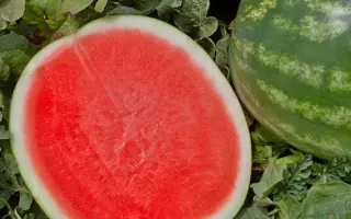 ФАСИНЕЙШЕН