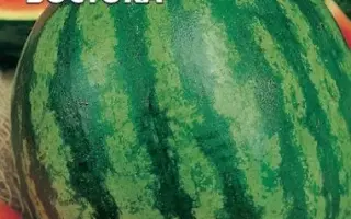 ЧУДО ВОСТОКА