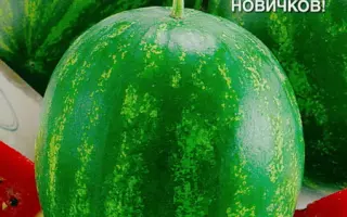 МЕТЕОР