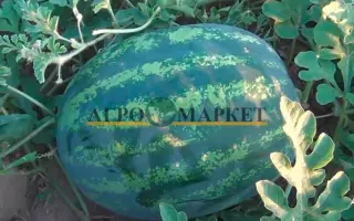 ЭКСПРЕССИОН